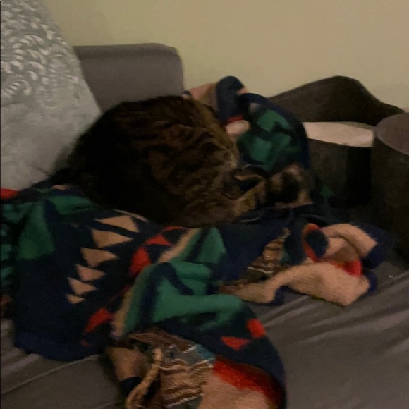 Meet your Posher, Violet - Picture 1 of 1